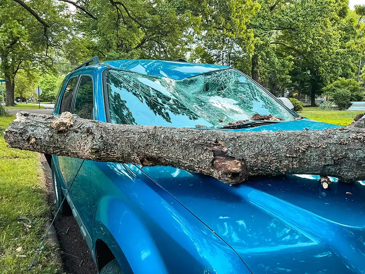 Branch on a vehicle windshield